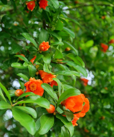 立夏养花视频,轻松上手,花开更美 立夏养花视频,轻松上手,花开更美