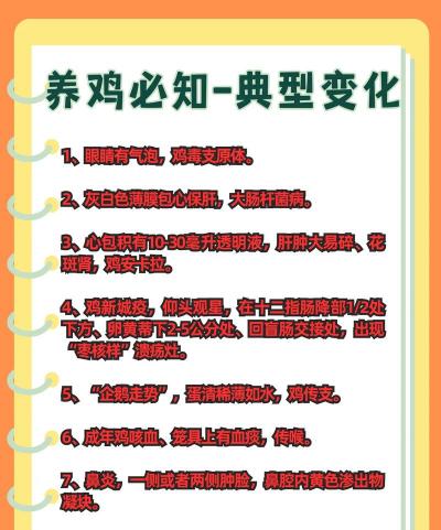 养殖鸡苗,新手入门指南,常见问题解答 养殖鸡苗,新手入门指南,常见问题解答