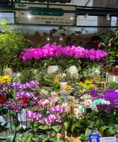 唐山花卉市场,选购指南,避坑提醒 唐山花卉市场,选购指南,避坑提醒