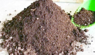 豆渣发酵养花,提升土壤肥力,促进植物生长 豆渣发酵养花,提升土壤肥力,促进植物生长