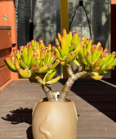 客厅养花图片,美化家居空间,提升生活品质 客厅养花图片,美化家居空间,提升生活品质