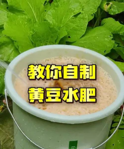 黄豆发酵养花,提升土壤肥力,促进植物生长 黄豆发酵养花,提升土壤肥力,促进植物生长