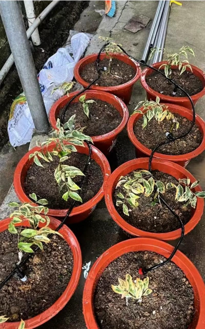 自动养花系统,解放双手,轻松养好花 自动养花系统,解放双手,轻松养好花