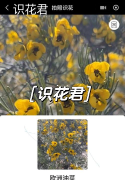 花卉识别软件,拍照识花,快速了解植物信息 花卉识别软件,拍照识花,快速了解植物信息