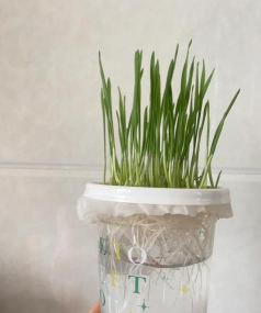 奶茶杯养花,废物利用,创意种植 奶茶杯养花,废物利用,创意种植