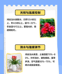 鸿运当头花卉,养护方法,开花技巧 鸿运当头花卉,养护方法,开花技巧