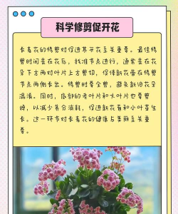矮壮素养花,防止徒长,促进开花 矮壮素养花,防止徒长,促进开花