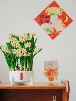 水培的花卉有哪些,适合新手入门,好看又好养 水培的花卉有哪些,适合新手入门,好看又好养