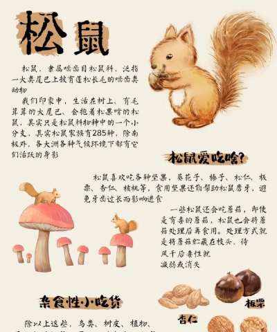 养殖松鼠,新手入门指南,常见问题解答 养殖松鼠,新手入门指南,常见问题解答