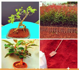 红土养花好吗,了解土壤特性,掌握正确用法 红土养花好吗,了解土壤特性,掌握正确用法