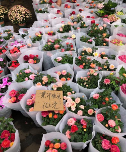 植物花卉批发市场,货源选择多,价格更实惠 植物花卉批发市场,货源选择多,价格更实惠