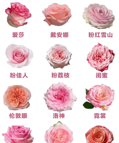 花卉大全名字,常见品种介绍,新手入门指南 花卉大全名字,常见品种介绍,新手入门指南