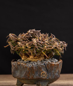 块根花卉,养护要点,新手入门指南 块根花卉,养护要点,新手入门指南