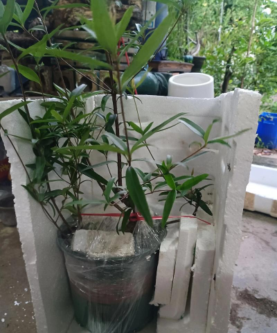 柳树叶养花,天然肥料,简单好用 柳树叶养花,天然肥料,简单好用