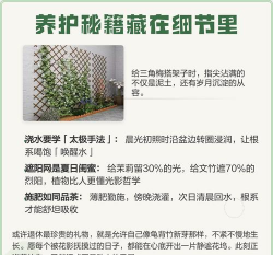 木地板养花,常见问题解答,实用技巧分享 木地板养花,常见问题解答,实用技巧分享