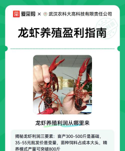 怎么养殖龙虾,掌握关键步骤,实现高效养殖 怎么养殖龙虾,掌握关键步骤,实现高效养殖