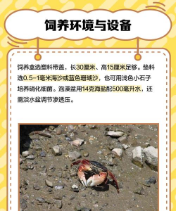 蟹的养殖,技术要点,常见问题 蟹的养殖,技术要点,常见问题