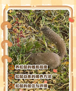 松鼠养殖,新手入门,常见问题解答 松鼠养殖,新手入门,常见问题解答