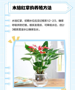 吸水珠养花,怎么用才正确,新手别踩坑 吸水珠养花,怎么用才正确,新手别踩坑