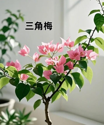 养花交流吧,分享养花经验,解决养花难题 养花交流吧,分享养花经验,解决养花难题