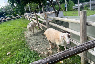 家庭养殖农场,轻松上手,实现自给自足 家庭养殖农场,轻松上手,实现自给自足