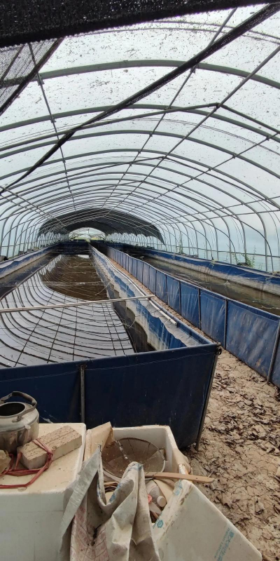 养殖蚂蝗,掌握技术要点,实现稳定收益 养殖蚂蝗,掌握技术要点,实现稳定收益