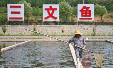 三文鱼养殖,技术要点,市场前景 三文鱼养殖,技术要点,市场前景