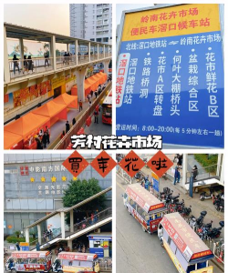 滘口花卉市场,买花好去处,品种多价格实惠 滘口花卉市场,买花好去处,品种多价格实惠