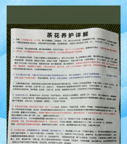 茶花养殖,新手入门,常见问题解答 茶花养殖,新手入门,常见问题解答