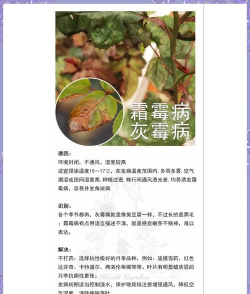 养花治慝虫,常见问题解析,实用方法分享 养花治慝虫,常见问题解析,实用方法分享