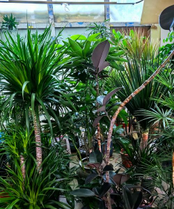 玉泉营花卉市场,买花好去处,品种多价格实惠 玉泉营花卉市场,买花好去处,品种多价格实惠