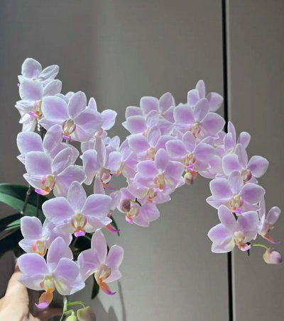 新品种花卉,如何挑选,养护要点 新品种花卉,如何挑选,养护要点