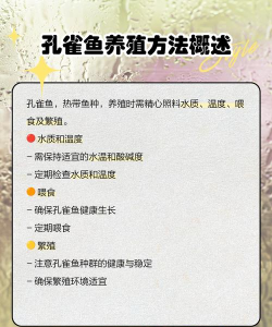 孔雀鱼养殖,新手入门指南,轻松养出好状态 孔雀鱼养殖,新手入门指南,轻松养出好状态