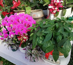 大连花卉市场,选购鲜花绿植,享受美好生活 大连花卉市场,选购鲜花绿植,享受美好生活