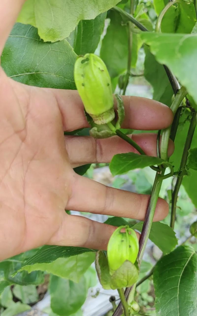 百香果的花长什么样子 百香果的花长什么样子