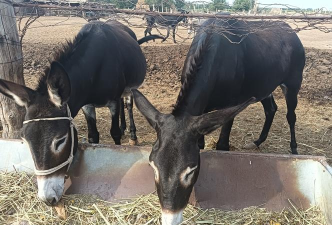 养驴效益怎么样 养驴效益怎么样