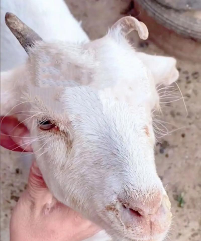 山羊流鼻涕怎么治 山羊流鼻涕怎么治