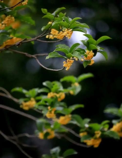 桂花移栽多少时间能开花 桂花移栽多少时间能开花