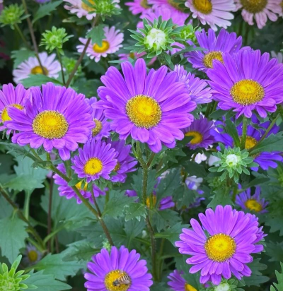 翠菊图片大全图谱 翠菊图片大全图谱