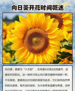 向日葵什么时候开花 向日葵什么时候开花