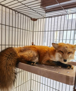 养殖狐狸怎么样 养殖狐狸怎么样