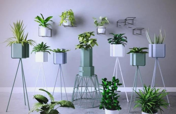 空调房放什么植物 空调房放什么植物