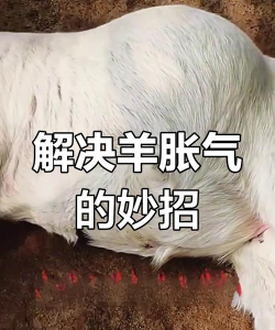羊涨气怎么治疗 羊涨气怎么治疗