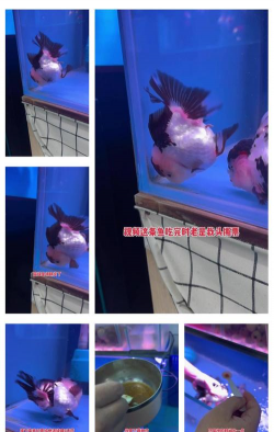 金鱼得肠炎怎么办 金鱼得肠炎怎么办