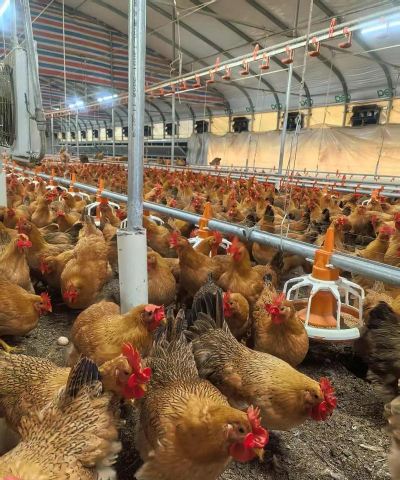 有哪些特种养殖 有哪些特种养殖