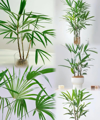 棕竹用什么土 棕竹用什么土