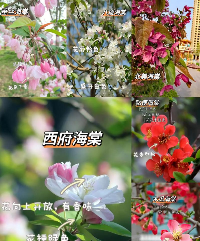 海棠都有什么品种 海棠都有什么品种