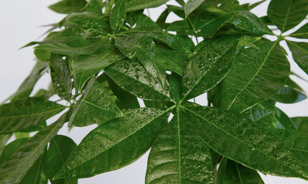 什么树可以水培 什么树可以水培