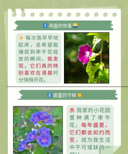 牵牛花什么季节开花 牵牛花什么季节开花