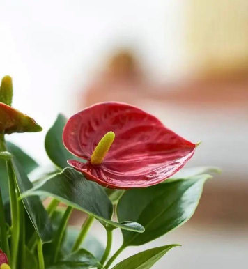 红掌的价格多少 红掌的价格多少